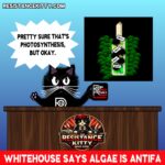 Day 517 ANTIFA ALGAE